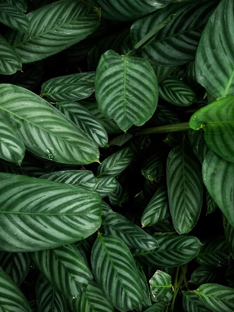 Gartenplanungsprozess